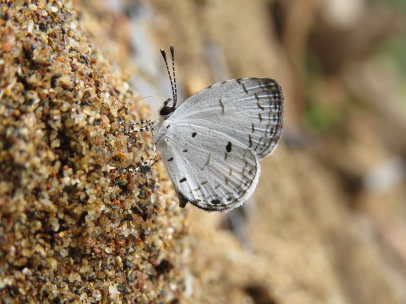 Neopithecops zalmora Butler, 1870 – Common Quaker at Aralam Wildlife Sanctuary (4)