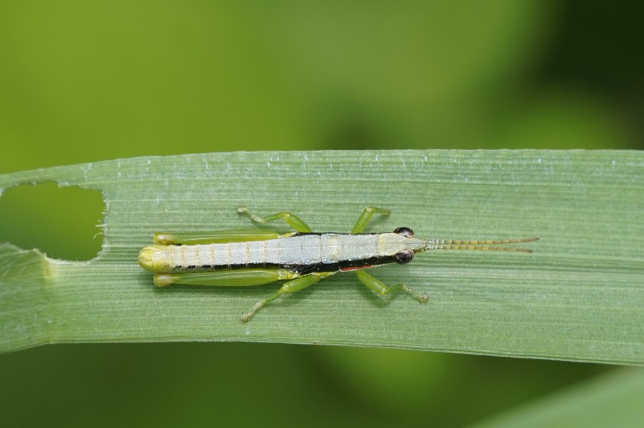 Neorthacris Sp 7462