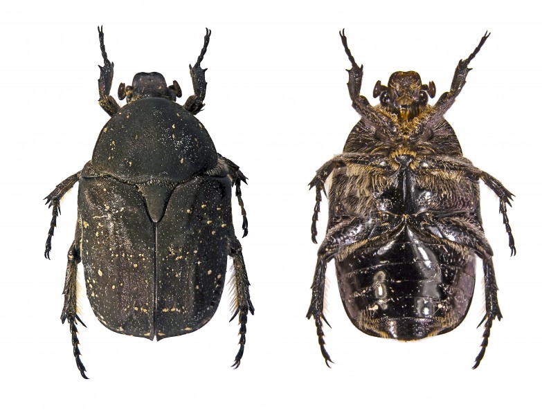 Neotocia morio Bilat