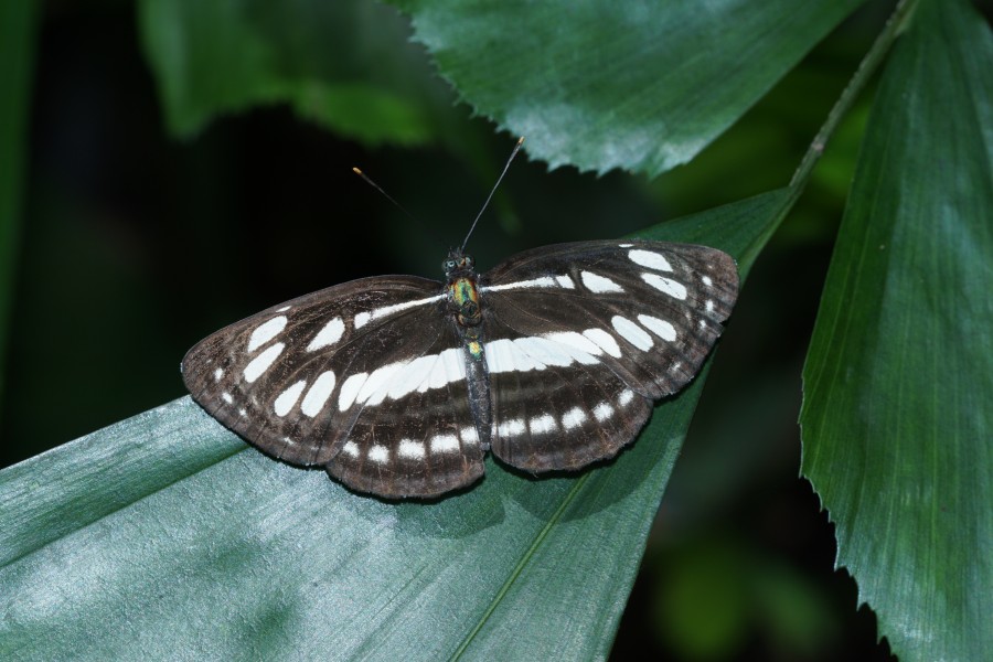 Neptis hylas 04748