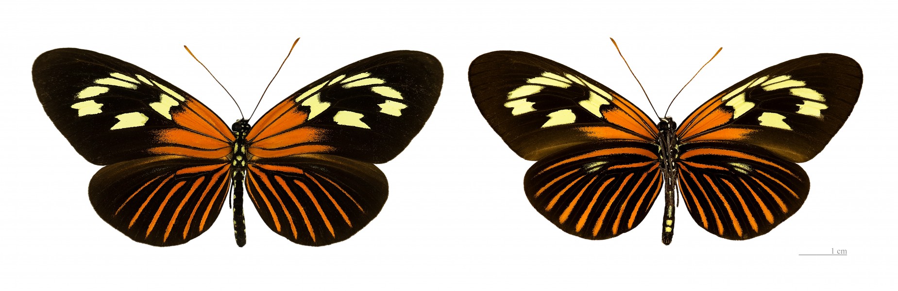Neruda aoede aoede MHNT