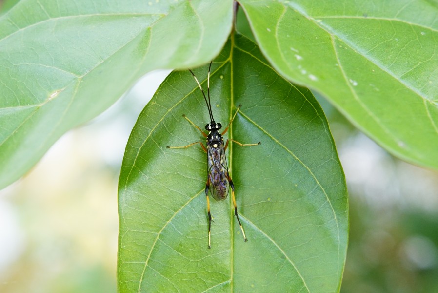 Nesolinoceras sp