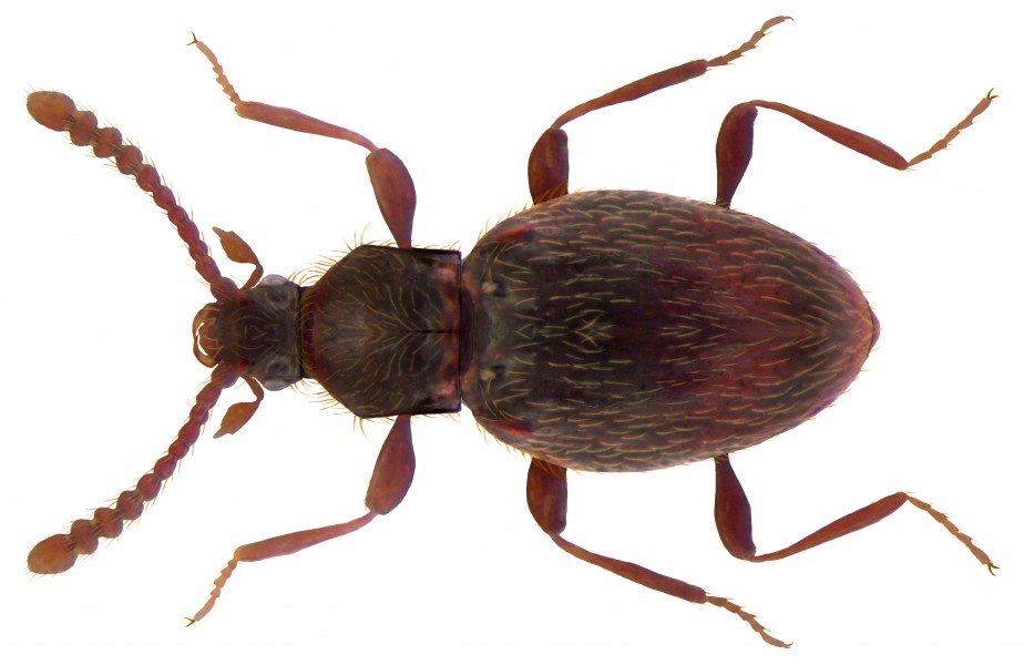 Neuraphes elongatulus (Müller & Kunze, 1822) (4225202019) (2)