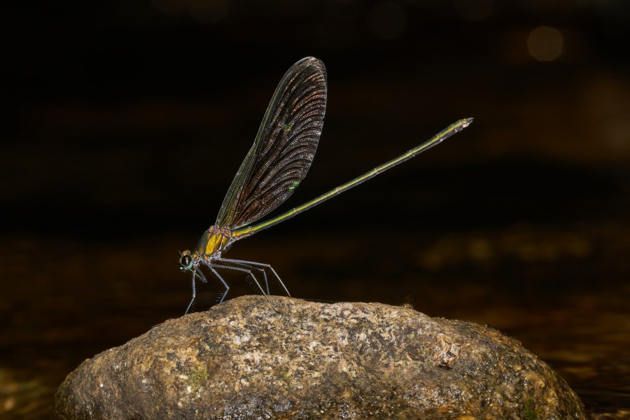 Neurobasis chinensis-Aralam-2016-10-29-002