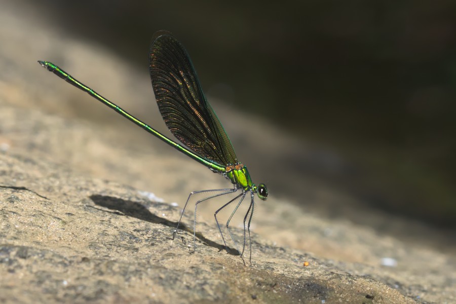 Neurobasis chinensis-Thattekad-2015-09-13-001