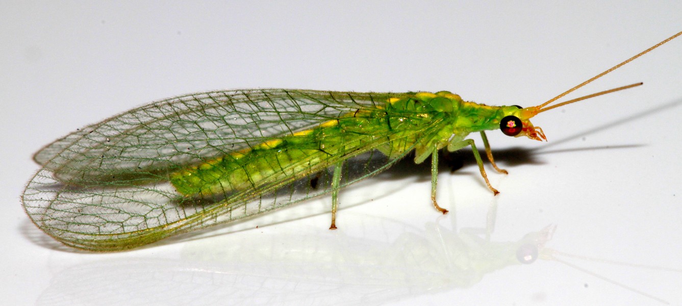Neuroptera