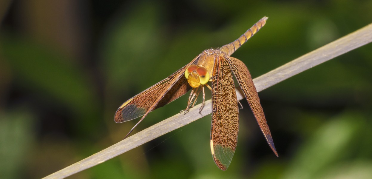 Neurothemis fulvia at Kadavoor