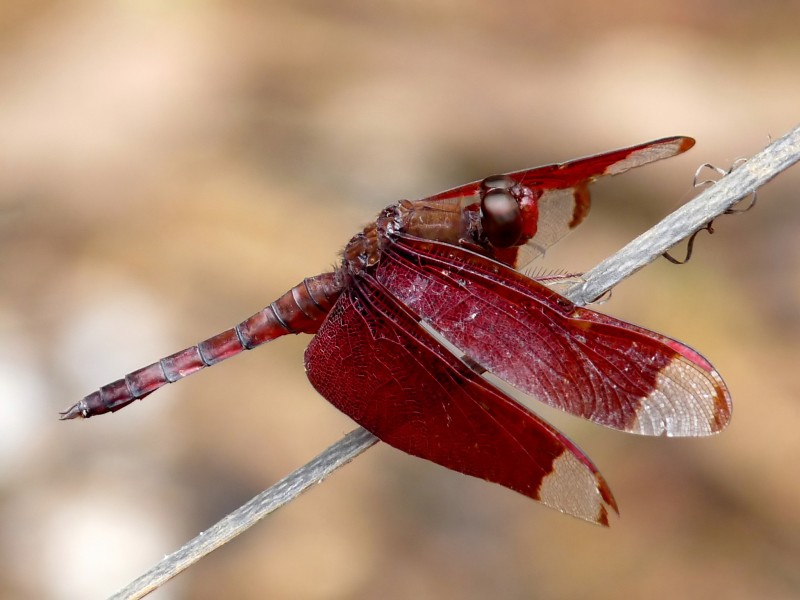 Neurothemis fulvia male by kadavoor