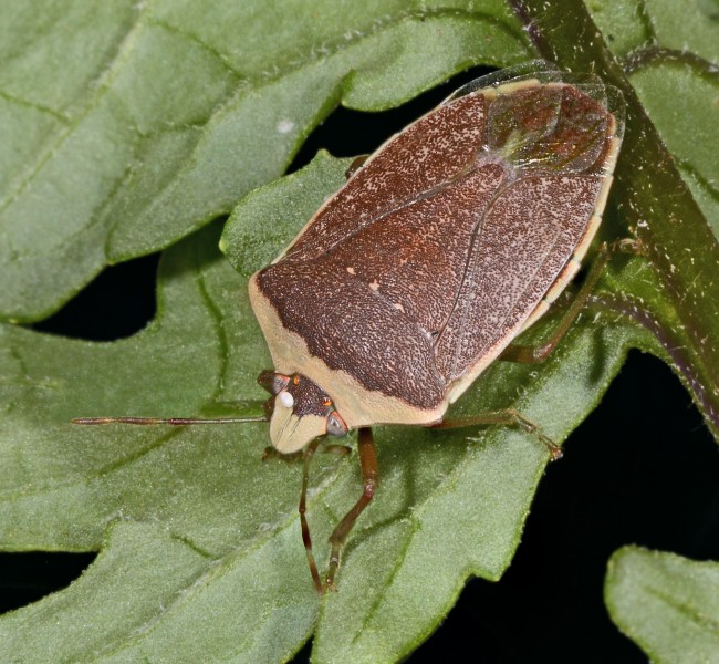 Nezara viridula f. torquata MHNT