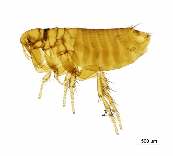 NHMUK010177268 A rodent flea - Amalaraeus penicilliger mustelae (Dale, 1878)