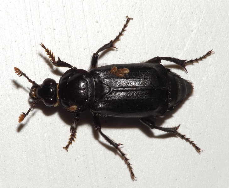Nicrophorus humator01