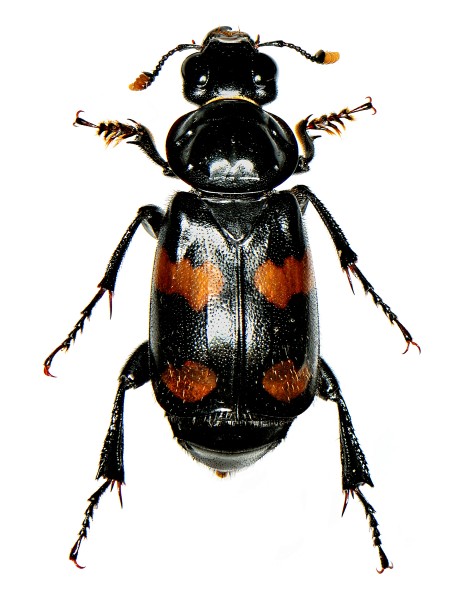 Nicrophorus orbicollis Say