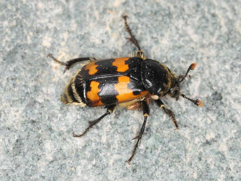 Nicrophorus vespillo (42454896151)