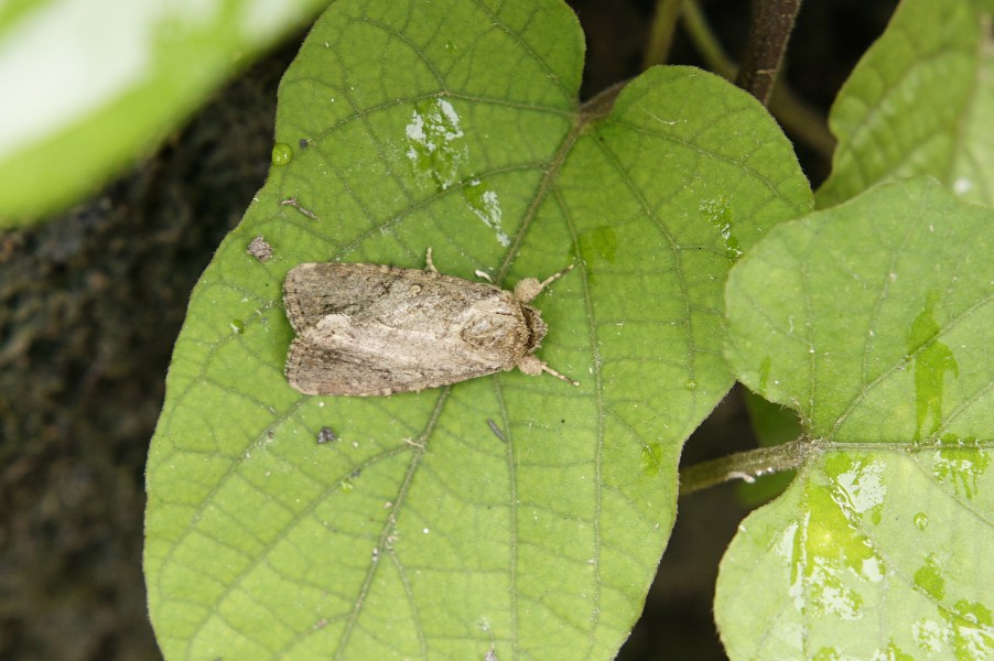 Noctuidae sp2