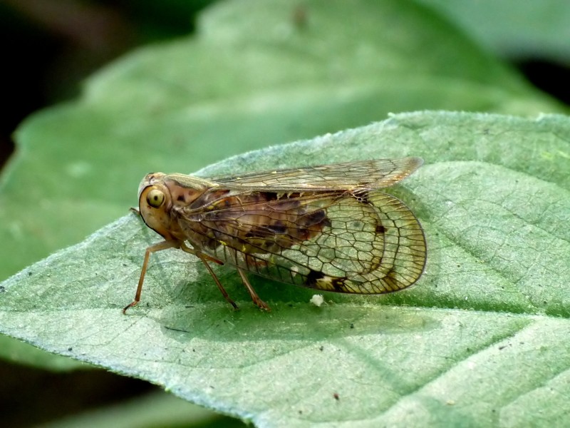 Nogodinidae by kadavoor