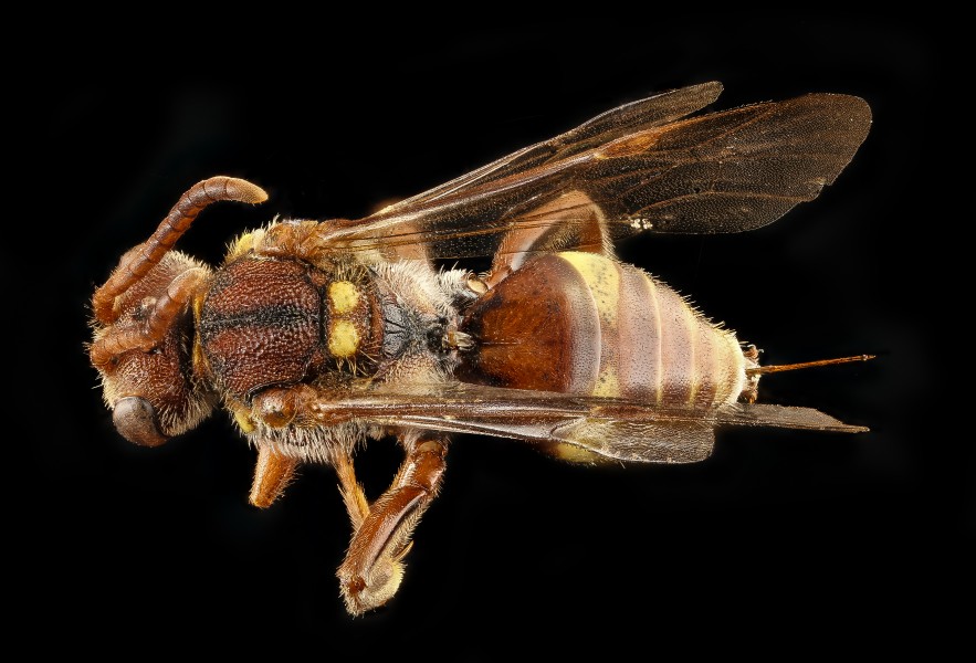 Nomada obliterata, f, back, Washington D.C 2018-04-23-17.40 (41369809654)