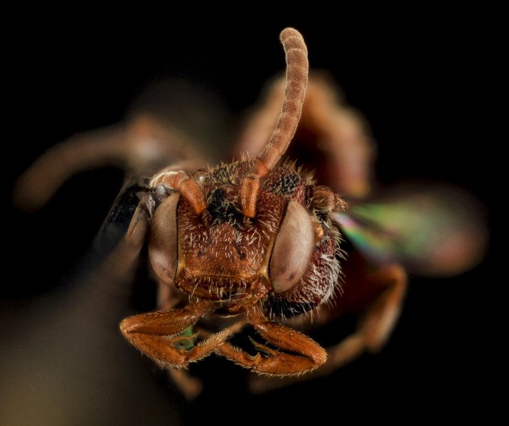 Nomada parva, Female, Face, Maryland, Wicomico County 2013-11-15-18.19.32 ZS PMax (11060728043)