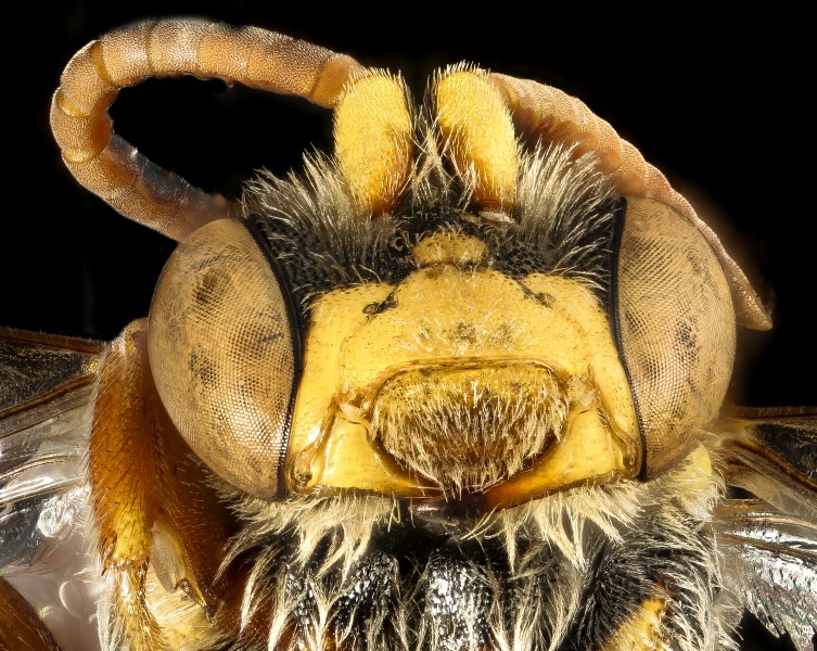 Nomada rubicunda, m, face, Worchester Co, MD 2016-02-18-11.26 (25112390301)
