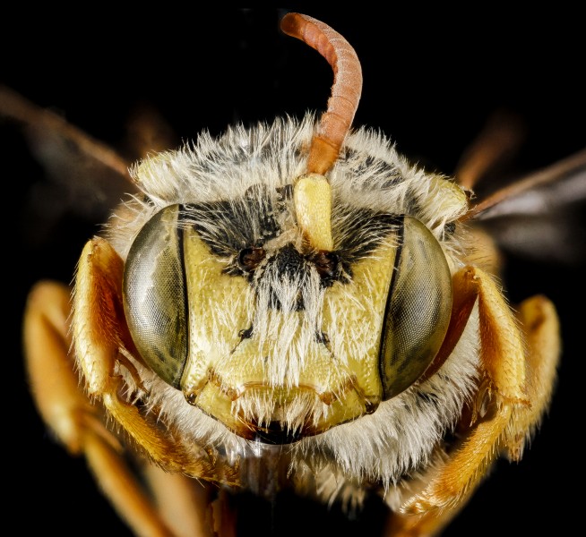 Nomada superba, M, face, West Virginia, Pleasants County 2013-03-12-16.03.57 ZS PMax (11629691705)