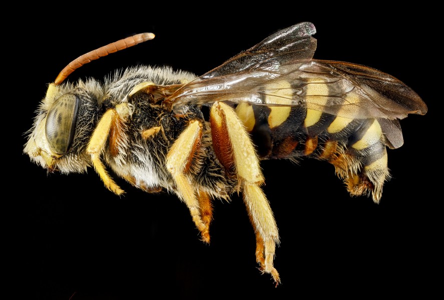Nomada superba, M, side, West Virginia, Pleasants County 2013-03-12-16.13.31 ZS PMax (11625080283)