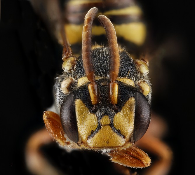 Nomada texana, male, face 2012-08-09-17.08.11 ZS PMax (7823127362)