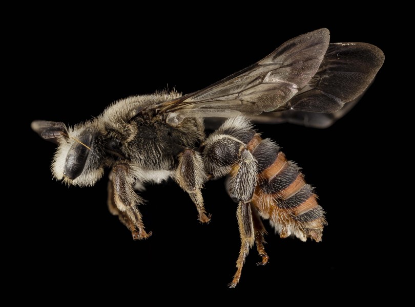 Nomia heart antennae, m, 15266b02, face3, kenya 2014-08-05-07.17.38 ZS PMax (14759171160)