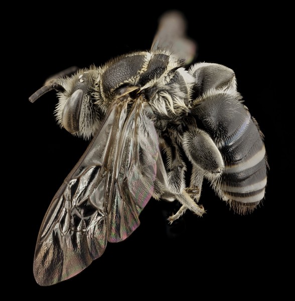 Nomia spiney, m, vietnam, side 2014-08-09-21.41.29 ZS PMax (15188364401)