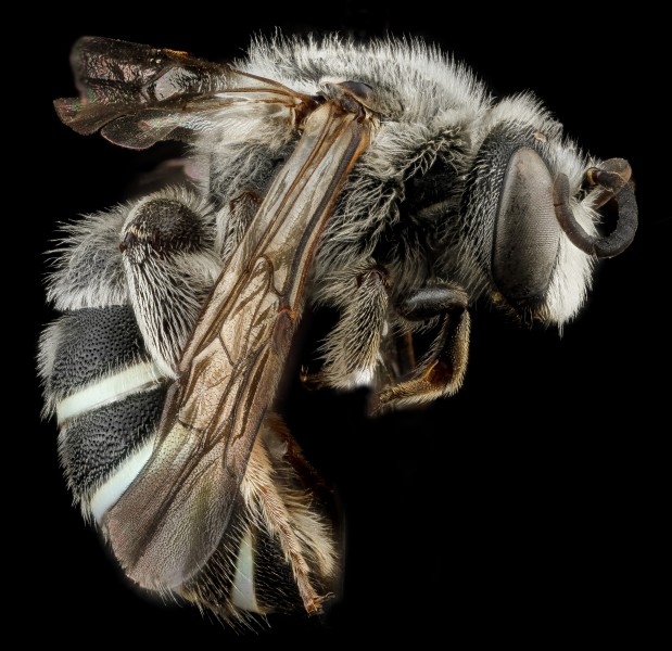 Nomia universitatis male