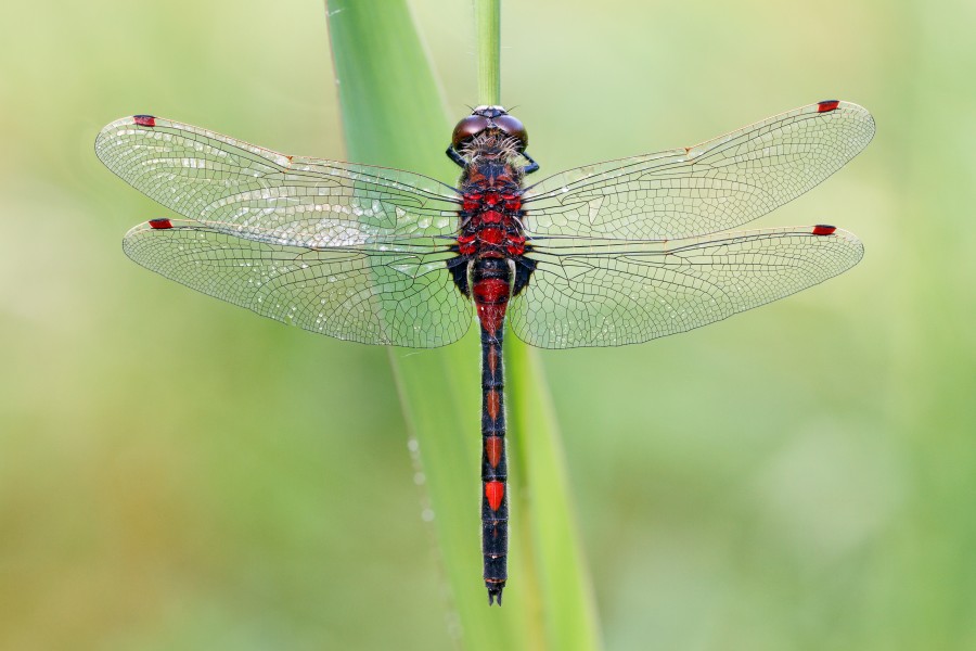 Nordische Moosjungfer (Leucorrhinia rubicunda, Männchen)