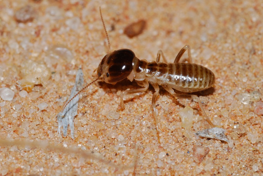 Northern Harvester Termite (Hodotermes mossambicus) (6856939924)