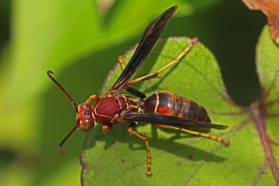 Northern Paper Wasp - Polistes fuscatus, Anhinga Trail, Everglades National Park, Homestead, Florida