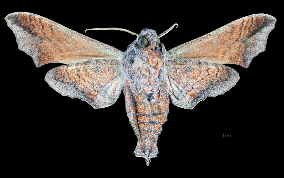 Nyceryx continua continua MHNT CUT 2010 0 131 Itatiaia National Park Brazil ventral