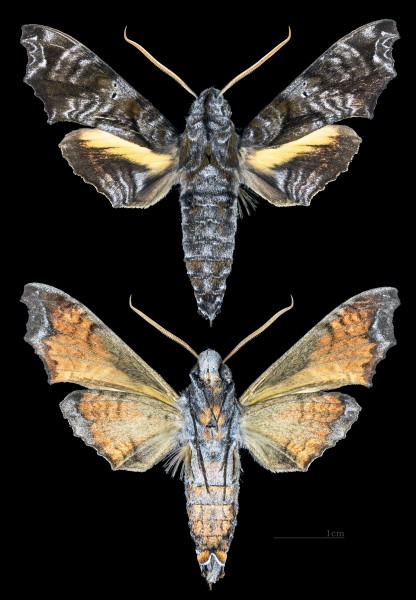 Nyceryx eximia MHNT CUT 2010 0 169 Cochacay La Troncal Canar Ecuador male