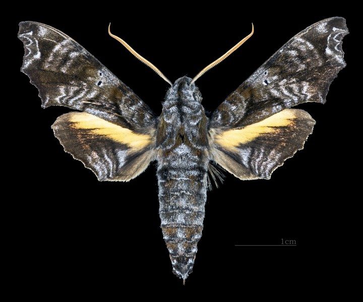 Nyceryx eximia MHNT CUT 2010 0 169 Cochacay La Troncal Canar Ecuador male dorsal