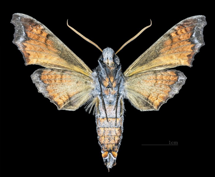Nyceryx eximia MHNT CUT 2010 0 169 Cochacay La Troncal Canar Ecuador male ventral