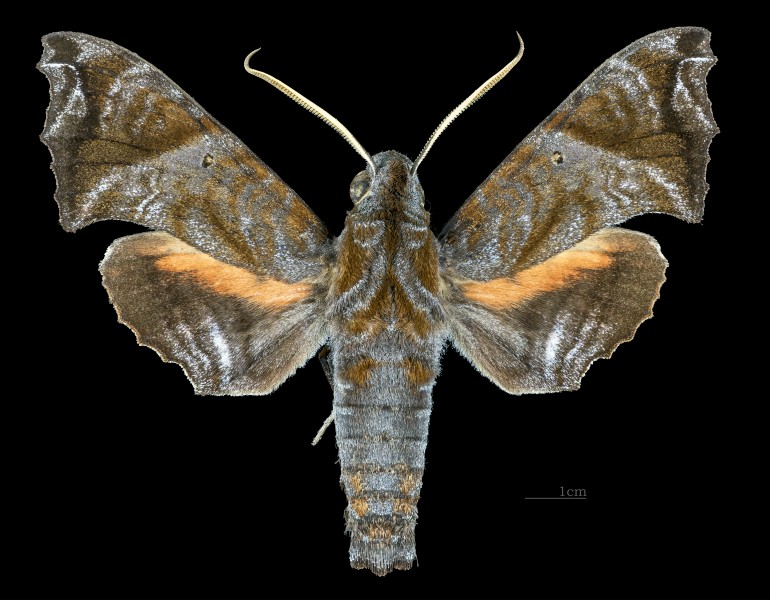 Nyceryx magna MHNT CUT 2010 0 198 Cochancay, La Troncal Cañar Ecuador male dorsal
