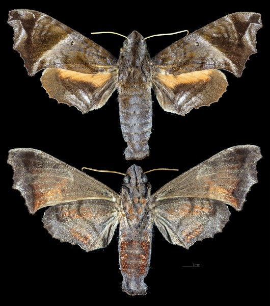 Nyceryx magna MHNT CUT 2010 0 198 Rio Solimões São Paulo de Olivença Amazonas Brazil female