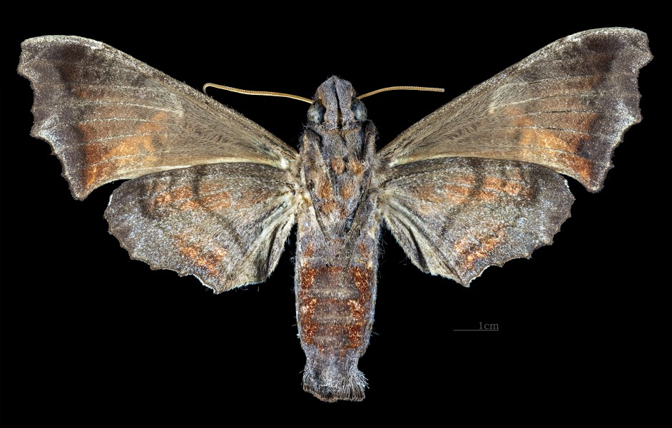 Nyceryx magna MHNT CUT 2010 0 198 Rio Solimões São Paulo de Olivença Amazonas Brazil female ventral