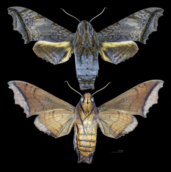 Nyceryx stuarti MHNT CUT 2010 0 198 Guyane française Belizon Pk4 973 female