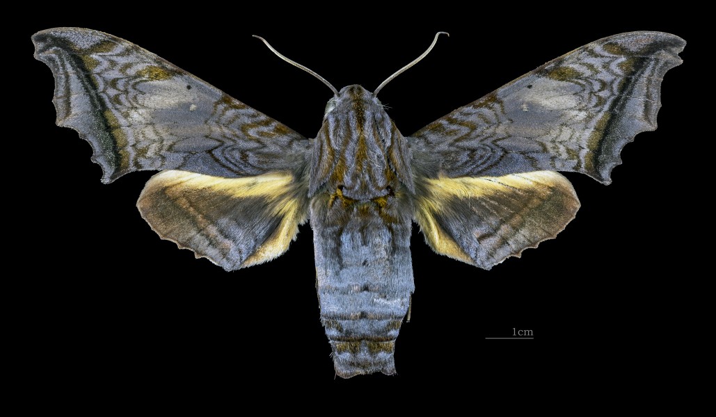 Nyceryx stuarti MHNT CUT 2010 0 198 Guyane française Belizon Pk4 973 female dorsal