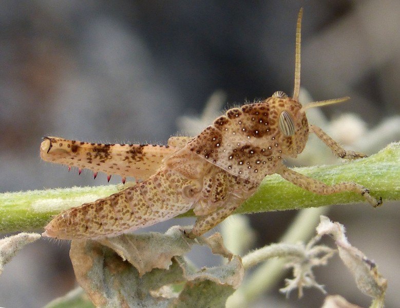 Nymph of Egyptian Grasshopper - Flickr - gailhampshire