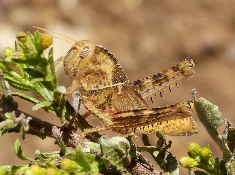 Nymph of Egyptian Locust. Anacridium aegyptium (32889855711)