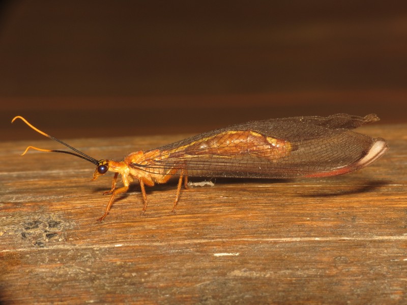 Nymphes myrmeleonoides (12250597983)