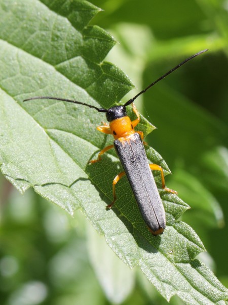 Oberea oculata (Cerambycidae) (7570484974)