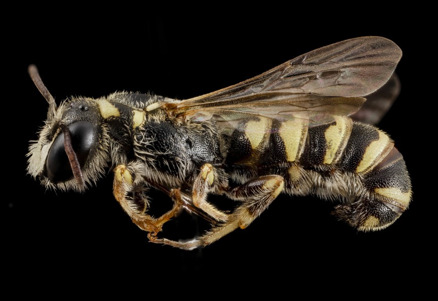 Ochreriades fasciata, m, side, israel 2014-08-06-08.52.49 ZS PMax (14781928139)