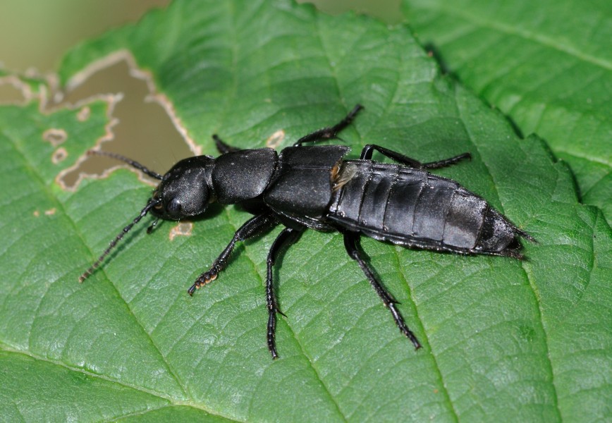 Ocypus olens qtl1