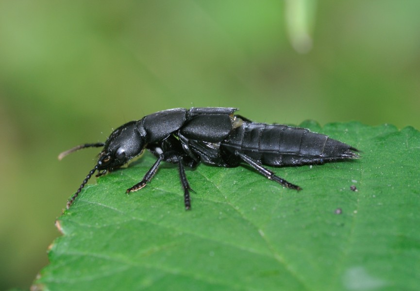 Ocypus olens qtl2