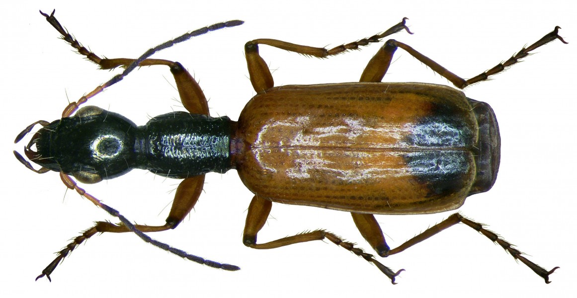 Odacantha melanura (Linné, 1767) (2867900259)