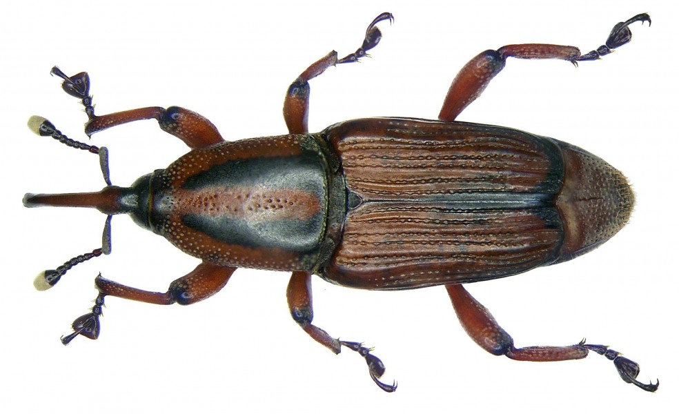 Odoiporus longicollis Marshall, G.A.K., 1930 (3378446397)