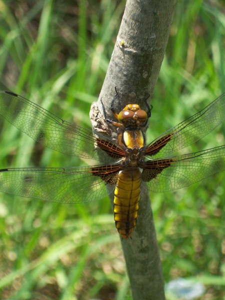 Odonata in Georgia